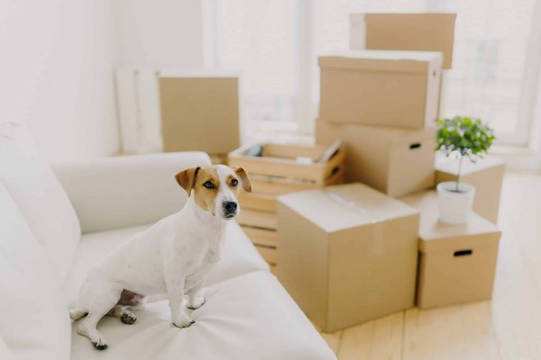 Les recettes de plats réconfortants pour les jours de pluie